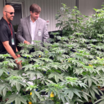 PulseColon Alabama’s Medical Marijuana Sector