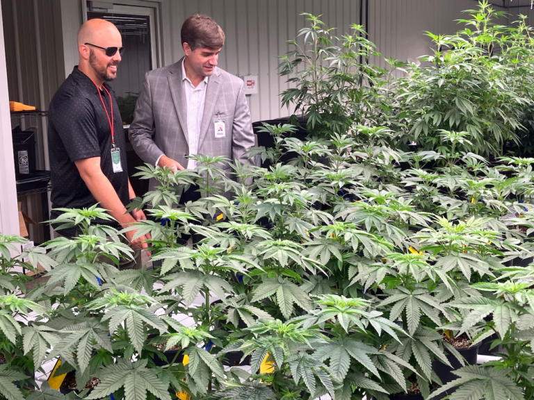 PulseColon Alabama’s Medical Marijuana Sector