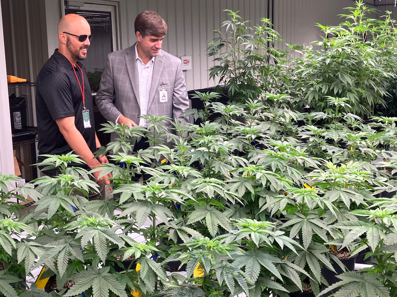 PulseColon Alabama’s Medical Marijuana Sector